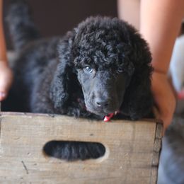 Poodle Puppies from 5-Star Poodles