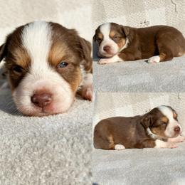 Red tri female 1 - Red tri female Toy Australian Shepherd puppy in Brooker, Florida from Honey, I Shrunk the Aussies