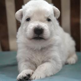 Purple Collar Girl - White female Berger Blanc Suisse puppy in Aurora, Colorado from Moonlight Berger Blanc Suisses