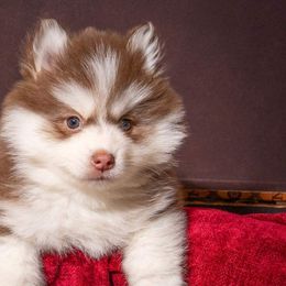 Bello (champion lines) - Pomsky puppy in Lakeland, Florida from Peace Love and Pomskies