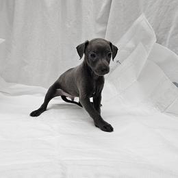 Lugi - Blue male Italian Greyhound puppy in Newalla, Oklahoma from Heartland Iggys