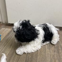 Shih Tzu Puppies from TACG