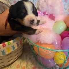 Girl 1 Maroon - Black rust and white female Bernese Mountain Dog puppy in Pittston, Pa, Pennsylvania from Emma-Mada's Old Thyme Berners