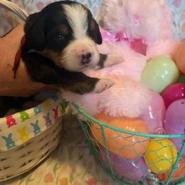 Girl 1 Maroon - Black rust and white female Bernese Mountain Dog puppy in Pittston, Pa, Pennsylvania from Emma-Mada's Old Thyme Berners