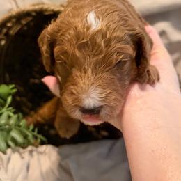 Waylon - Red  male Goldendoodle puppy in Nashville, Tennessee from Tumbling Creek GoldenDoodles