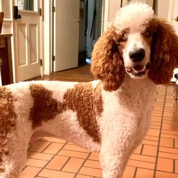 Goldendoodles and Poodles from Weaver Poodles and Doodles