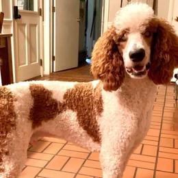 Goldendoodles and Poodles from Weaver Poodles and Doodles