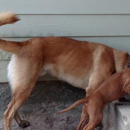 Rhodesian Ridgeback Puppies from Fawn Millette