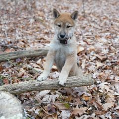Boy 1 - Sesame Shikoku puppy in Pennsylvania from Aoiyama Sou Shikoku Kennel