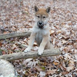 Boy 1 - Sesame Shikoku puppy in Pennsylvania from Aoiyama Sou Shikoku Kennel
