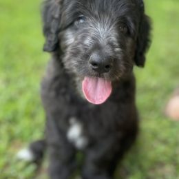 Aussiedoodle Puppies from Sugar Creek Oodles
