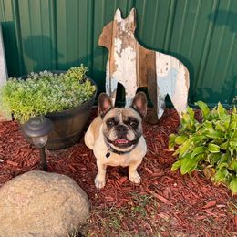 Betty - French Bulldog