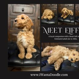 Goldendoodle Puppies from iWantaDoodle
