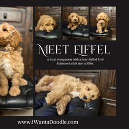 Goldendoodle Puppies from iWantaDoodle