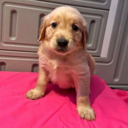 Rayven - Light golden Golden Retriever puppy in Sedalia, Missouri from Bee’s Retrievers
