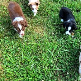 Miniature American Shepherds from Circle A Farm