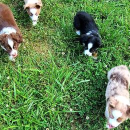 Miniature American Shepherds from Circle A Farm