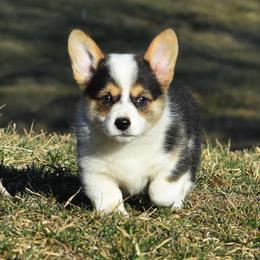 Pembroke Welsh Corgi Puppies from Willow Creek Corgis