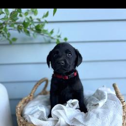 Red boy - Black male Labrador Retriever puppy in Conway, Missouri from Ozark Mountain Kennel