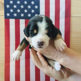Purple Girl, Star - Black, white and red female Greater Swiss Mountain Dog puppy in Edinboro, Pennsylvania from Greater Swiss of Whitetail Acres