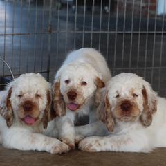 Clumber Spaniel Puppies from Rainsway Clumber Spaniels