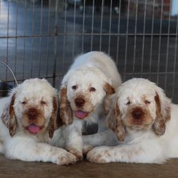 Clumber Spaniel Puppies from Rainsway Clumber Spaniels