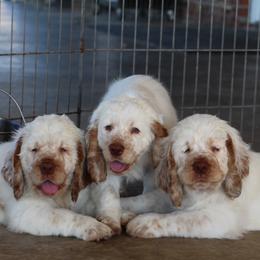 Clumber Spaniel Puppies from Rainsway Clumber Spaniels