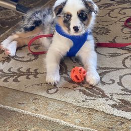 Australian Shepherd Puppies from Cannonrun Aussies