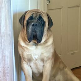 Coach - Mastiff
