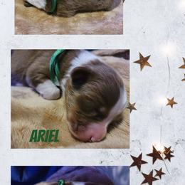Ariel - Red tri-color male Australian Shepherd puppy in Pottstown, Pennsylvania from Easter Lily Australian Shepherds