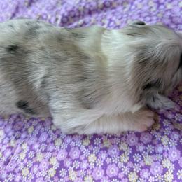 Rosie - Blue merle female Miniature American Shepherd puppy in Iota, Louisiana from Southern L Aussies