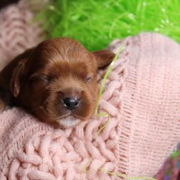 AKC Prim - Ruby female Cavalier King Charles Spaniel puppy in Albany, Indiana from Hatz Off Puppies