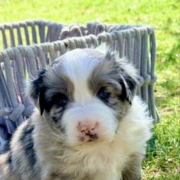 Tide - Blue merle male Australian Shepherd puppy in Mineral Wells, Texas from A6 Australian Shepards