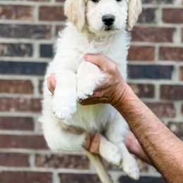 Goldendoodle Puppies from Gentry Doodles
