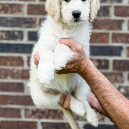 Goldendoodle Puppies from Gentry Doodles