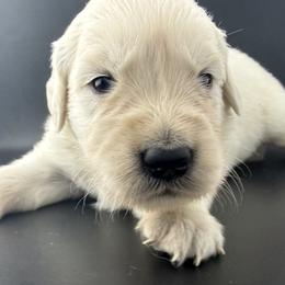 Clara - Light golden female Golden Retriever puppy in Marshfield, Missouri from Charm Puppies