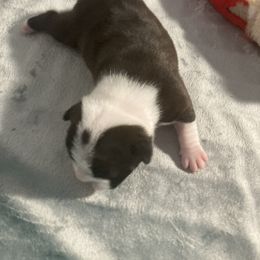 Girl 4 - Boston Terrier puppy in Newport, Oregon from Blue Coast Bulldogs