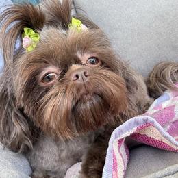 Lexi - Liver female Shih Tzu puppy in League City, Texas from Mosley Shih Tzu