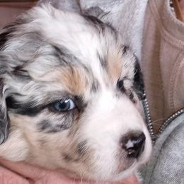 Australian Shepherd Puppies from Desert Moon Aussies