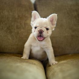 French Bulldog Puppies from Christine's French Bulldogs