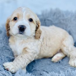 Aurora - Brown and white female Cocker Spaniel puppy in Irvine, California from Cocker Spaniels