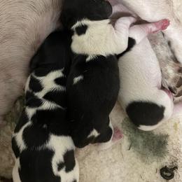 Dachshund Puppies from Hursh’s Hounds