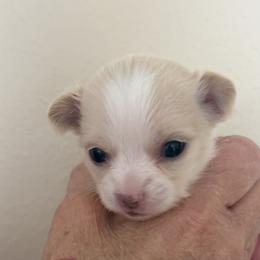 Chihuahua Puppies from Barbara JAN Lukenbill