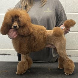 Poodle puppies from Legacy Pets