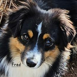 Fred - Toy Australian Shepherd
