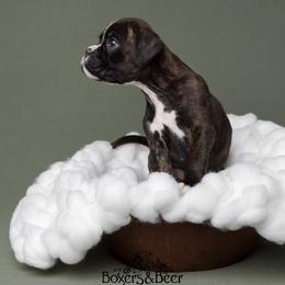 Magenta - Brindle female Boxer puppy in Catlett, Virginia from Honey and Coal Kennels