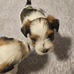 Reeses - Black and white male Shorkie puppy in Chattanooga, Tennessee from Passion Pups TN