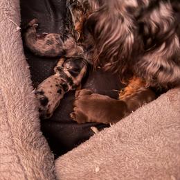Dachshund Puppies from Precious Paws