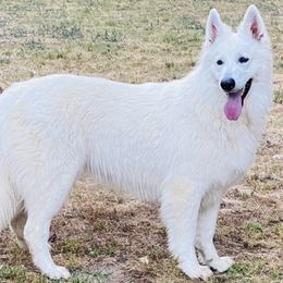 Eve - Berger Blanc Suisse