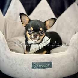Lila - Black and tan female Chihuahua puppy in Anderson, South Carolina from Lil Treasures Chihuahuas